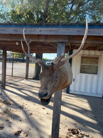 Elk Head Mount