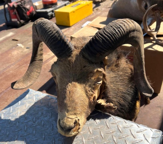 Bighorn Ram Mount