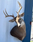 10-point Deer Mount