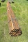 37 pieces of 2 7/8 pipe - 17 foot long - Quarter inch thick
