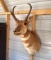 Antelope Mount