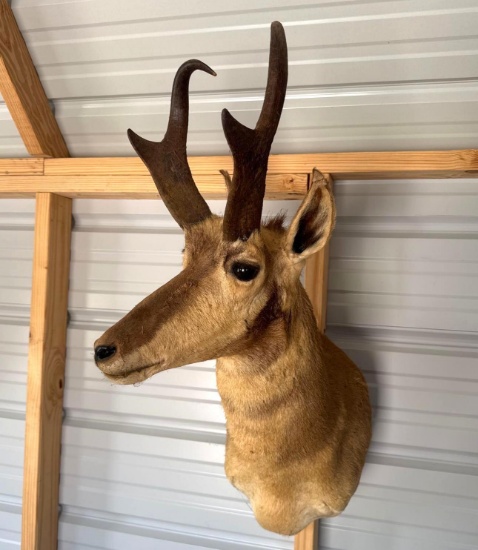 Antelope Mount
