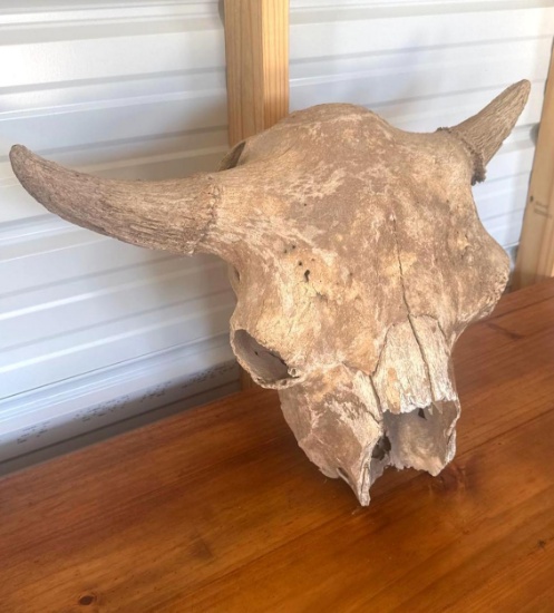 Skull Head
