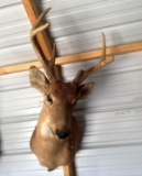Deer Head Mount