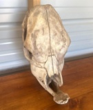 Skull Head