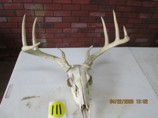 Deer Skull with 9 Point Rack