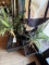 *LOT*(4)ASST BLACK PLASTIC PLANTER BOXES W/PLANTS