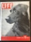 Life Magazine 1938 Golden Age Labrador Retriever Collectable in Protective Plastic