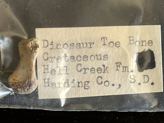 Dinosaur Toe Bone Fossil - Harding Co., SD