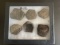 Fossil Turtle with Armadillo Plates / Bones
