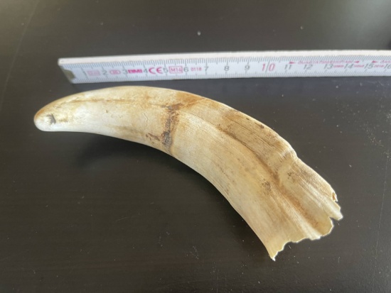 Old Wild Boar Tusk - About 5" Long