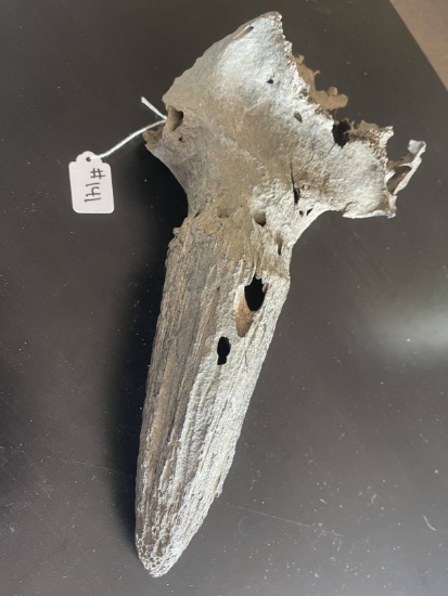 Great Fossilized American Buffalo Horn.