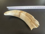 Old Wild Boar Tusk - About 5