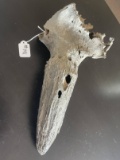 Great Fossilized American Buffalo Horn.