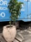 The Pottery Patch VP1753 Tall Anterra Jar w/Handles 22-3/4
