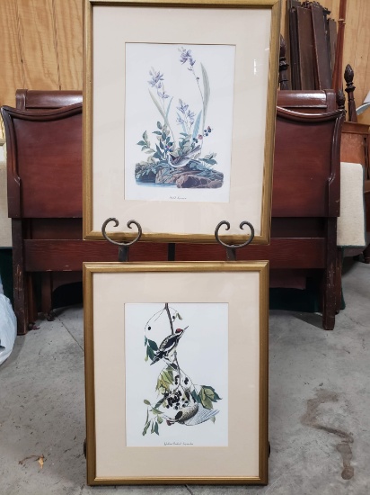 Pair of Bird Prints, Field Sparrow, Yellow Bellied Sapsucker, in gilt frames, 21.5" X 17.5"