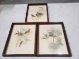 Set of 3 Early 1900s Gould / Richter / Hullmandel / Walton Hummingbird Prints, Wood Frames