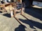 Pallet Forks