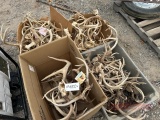Boxes antlers