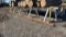 28ft All Metal Pipe Rack