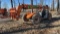 Extreme Manufacturing XR842 Telehandler