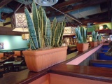 Plants