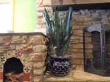 Plants