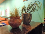 Plants