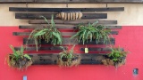 Plant Hanging Display