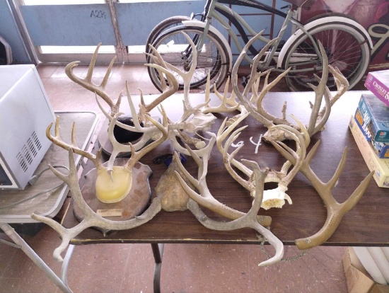 Deer Antlers