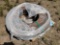 Rolls of Flat Bar