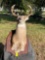 Deer Decor