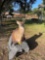 Deer Decor