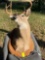 Deer Decor