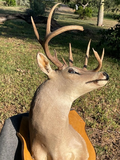 Deer Decor