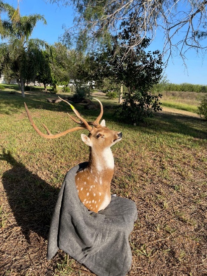 Deer Decor