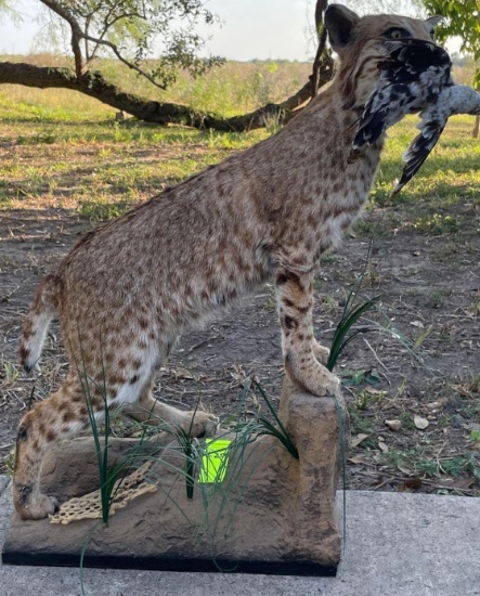 Animal Decor