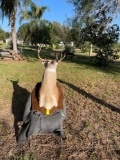 Deer Decor