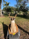 Deer Decor