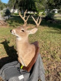 Deer Decor