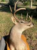 Deer Decor