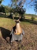Deer Decor