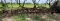 Spring Field Cultivator