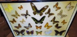 VINTAGE FRAMED BUTTERFLY TAXIDERMY - PICK UP ONLY