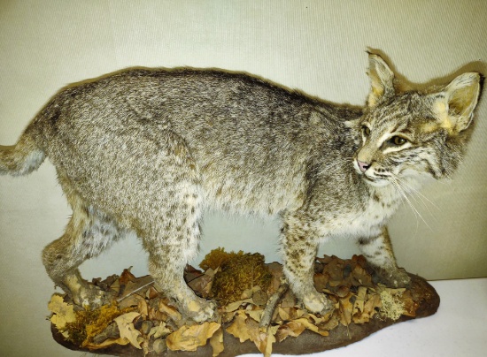 VINTAGE STANDING BOBCAT TAXIDERMY MOUNT - PICK UP ONLY