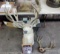 MOUNTED BUCK HEAD & MISC - ONLY