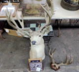 MOUNTED BUCK HEAD & MISC - ONLY