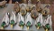 GROUP OF MAGNUM MALLARD DRAKES & HENS -  PICK UP ONLY