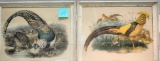VINTAGE PHEASANT PRINTS - PICK UP ONLY