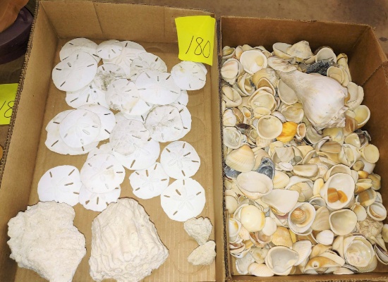 SHELLS - PICK UP ONLY